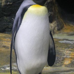 king penguin