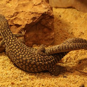 mating varanus acanthurus