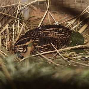 Rain Quail (Coturnix coromandelica) male