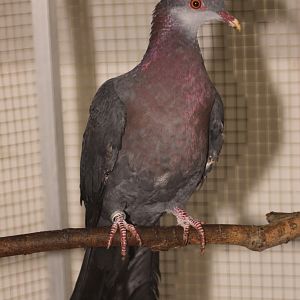 Metallic Pigeon (Columba vitiensis griseogularis)