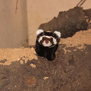 Marbled Polecat (Vormela peregusna syriaca)