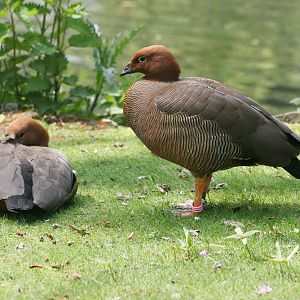 Ruddy-headed gooses (Chloephaga rubidiceps)