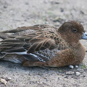 American wigeon (Anas americana)