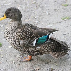 Yellow-billed duck (Anas undulata)