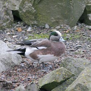 American Wigeon (Anas americana)