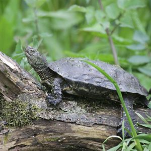 Unknown Turtle from Tilgate Nature Centre