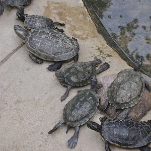 Unknown Turtles - few species from Tierpark Berlin
