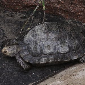Unknown Tortoise from Tierpark Berlin