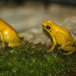 Golden Poison Dart Frog (Phyllobates terribilis)