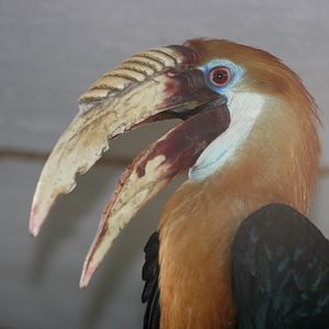 Papuan Hornbill (Aceros plicatus) male