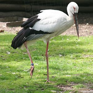 Oriental white stork (Ciconia boyciana)
