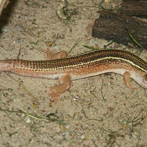 Black-lined plated lizard (Gerrhosaurus nigrolineatus)