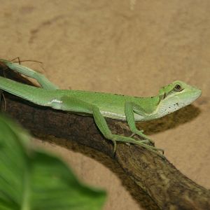 Eastern casquehead iguana (Laemanctus longipes)