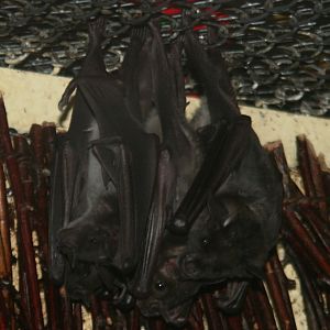 Lesser Spear-nosed Bats (Phyllostomus discolor)