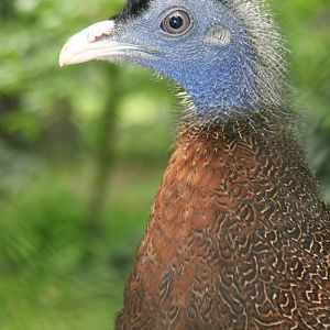 Malayan Great Argus (Argusianus argus argus)