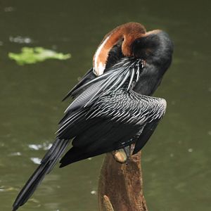 african anhinga