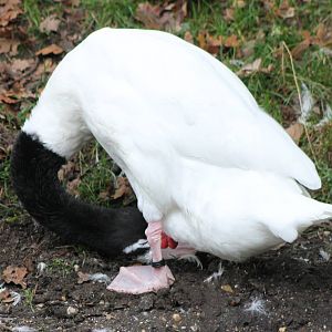 black-necked swan