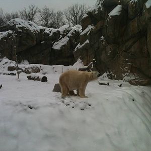polar bear