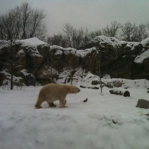 polar bear