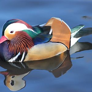 Captive Mandarin duck