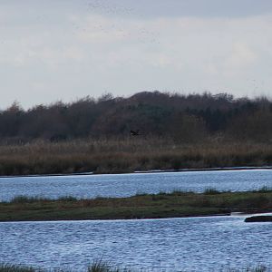 Wild Marsh harrier