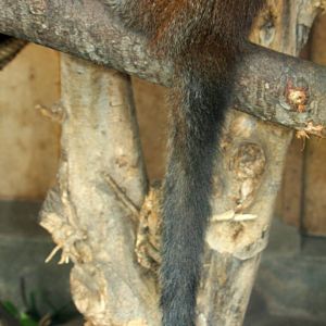 Parque Zoologicio Huachipa 2012