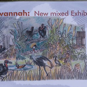 Chusan Paddock Redevelopment, 6 February 2013