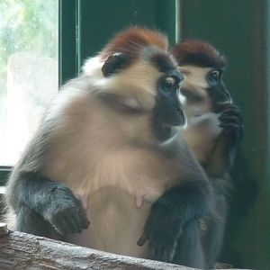 Cherry-Crowned Mangabey, 6 February 2013