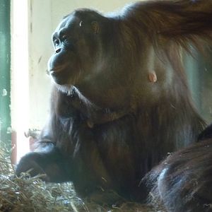 Bornean Orangutan, 6 February 2013