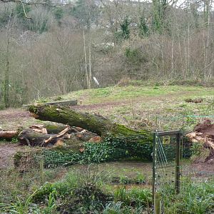 Gorilla Island, 6 February 2013