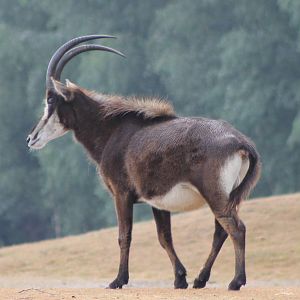 sable antilope