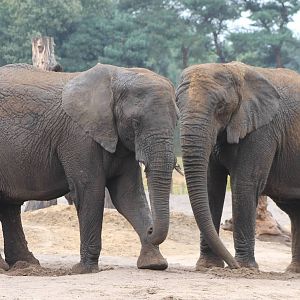 african elephants