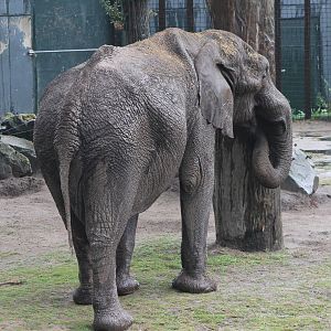 Calimero, bull african elephant at Beekse Bergen