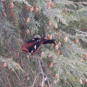 White-winged Crossbill