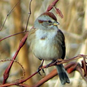 American Tree Sparrow