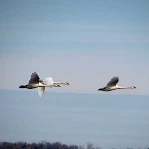 Trumpeter Swans