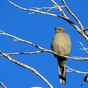 Townsend's Solitaire