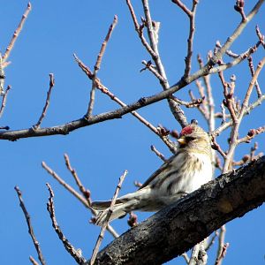 Common Redpoll