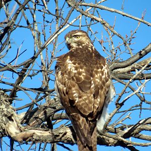 Red-tailed Hawk