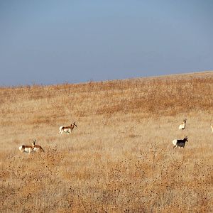 Pronghorn