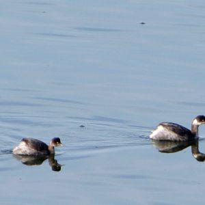 Eared Grebes