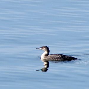 Common Loon