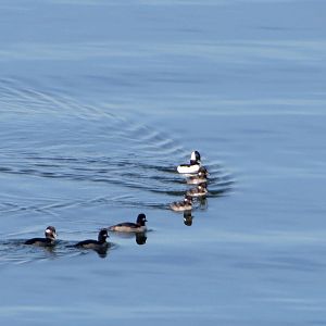 Buffleheads