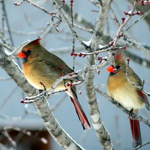 Northern Cardinal