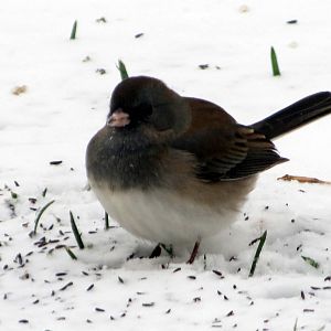 Dark-eyed Junco