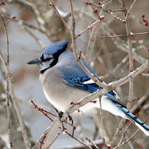 Blue Jay