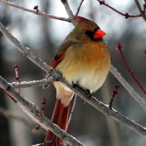Northern Cardinal