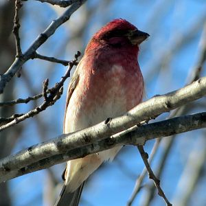 Purple Finch
