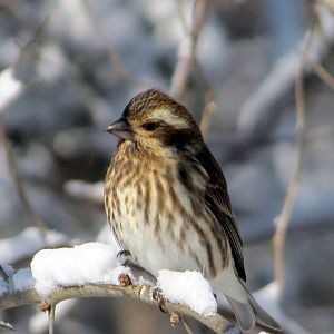 Purple Finch