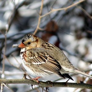 Harris's Sparrow